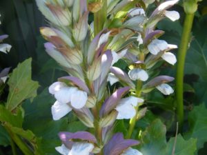 Acanthus Mollis - Image courtesy of Weed Busters