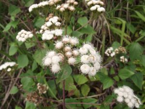 Ageratina Adenophora - Image courtesy of Weedbusters
