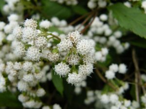 Ageratina riparia