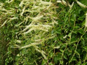 Anredera cordifolia