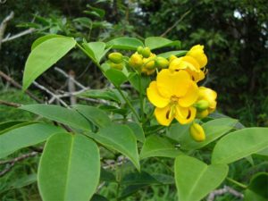 Brazilian Buttercup - image courtesy of http://keys.lucidcentral.org/