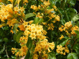 Cestrum auranticum - Image courtesy of Weedbusters