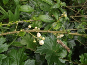 Cestrum nocturnum - Image courtesy of Weedbusters