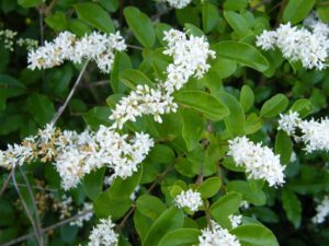 chinese-privet