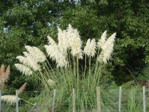 cortaderia-selloana