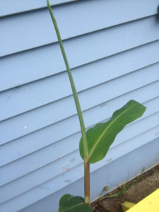 Wild ginger