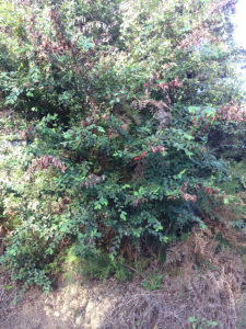 Cotoneaster