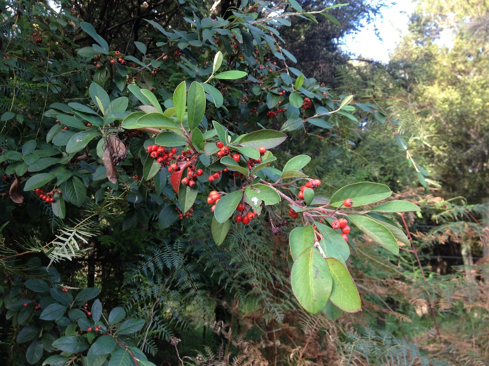 Cotoneaster Glaucophyllus - Photo courtesy of Weed Busters