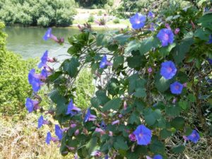 Ipomoea Indica