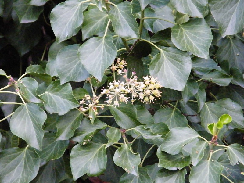 Hedera Helix Subhelix - Image courtesy of The New Zealand Plant Conservation Network