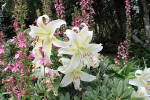 Lilium Formasanum - Image courtesy of Tikorangi