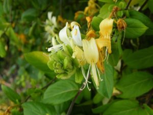 Lonicera japonica - Image courtesy of Weedbusters