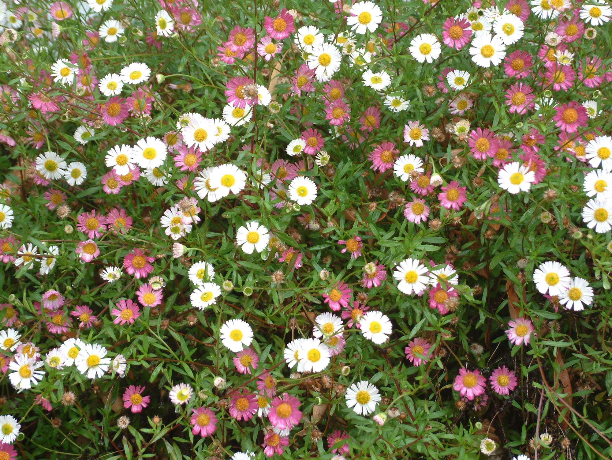 Ageratina - Image courtesy of Weedbusters