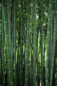 Phyllostachys, Pseudosasa and Bambusa Species - Image courtesy of Auckland council 