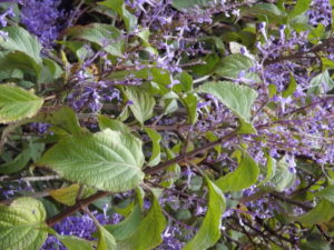 Plectranthus Ecklonii - Image courtesy of Weedbusters