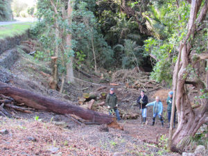 Tamaterau Weed Action