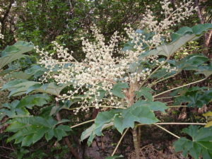 Tetrapanax Papyriferus - Image courtesy of Weedbusters