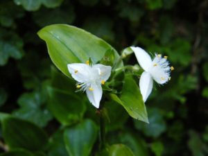 Tradescantia - Image courtesy of Weed Busters