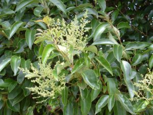 tree-privet