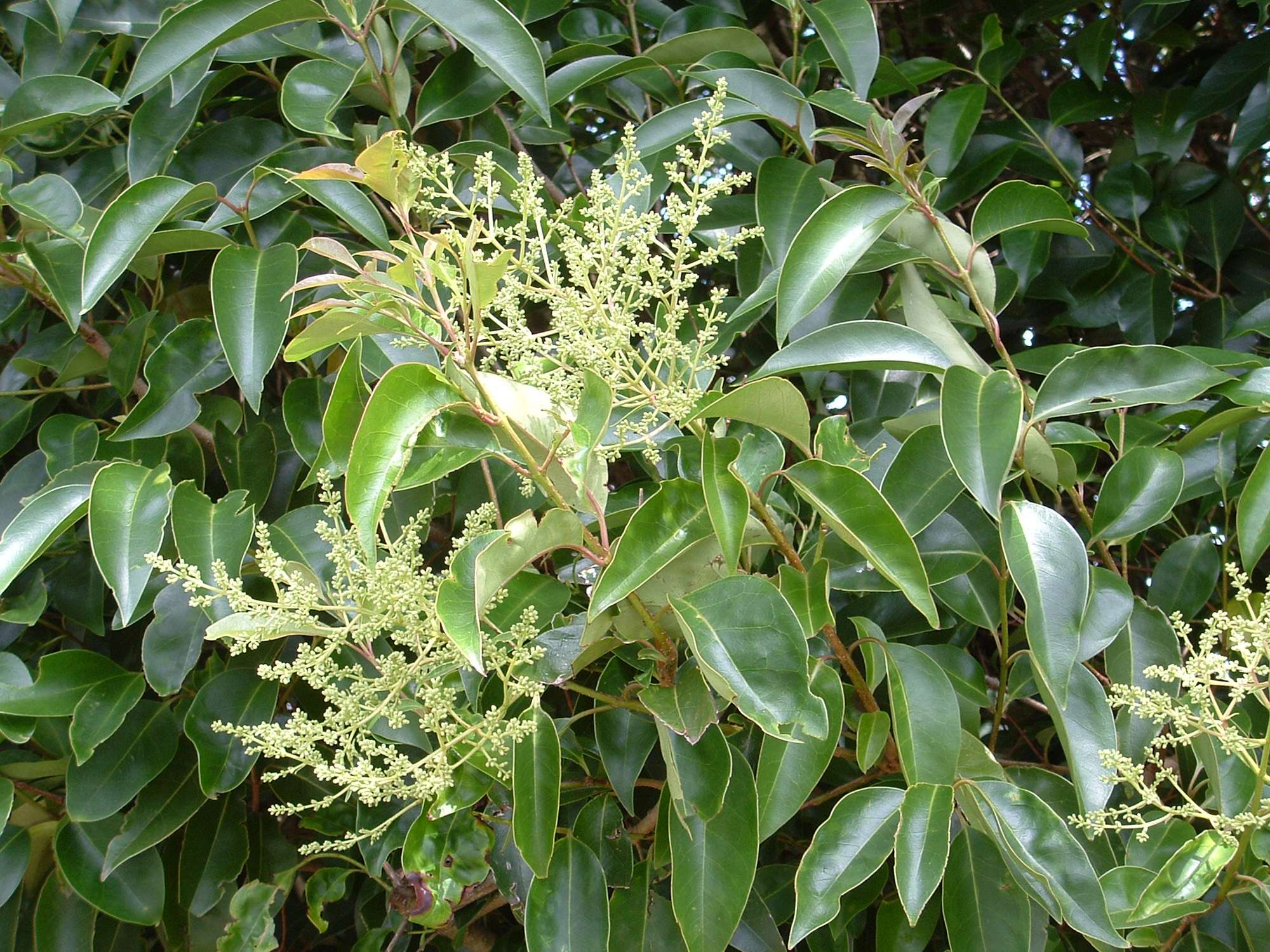 Tree privet