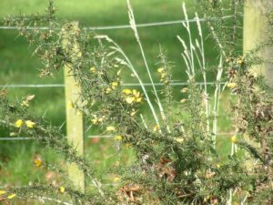 Ulex europaeus - Image courtesy of Weedbusters