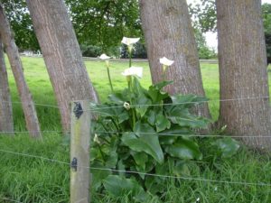 Zantedeschia Aethiopica - Image courtesy of Weedbusters