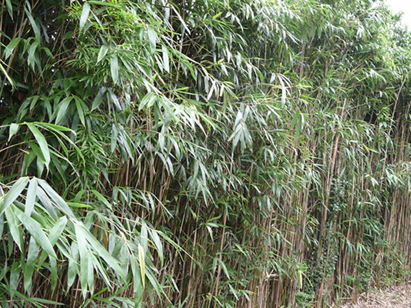 Phyllostachys, Pseudosasa and Bambusa Species