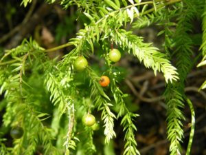 Climbing Asparagus Photo courtesy of Weed Busters