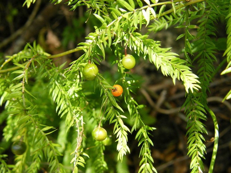 Asparagus scandens - Image courtesy of Weedbusters