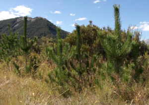 Wilding Pine - Image courtesy of LANDCARE RESEARCH - MANAAKI WHENUA